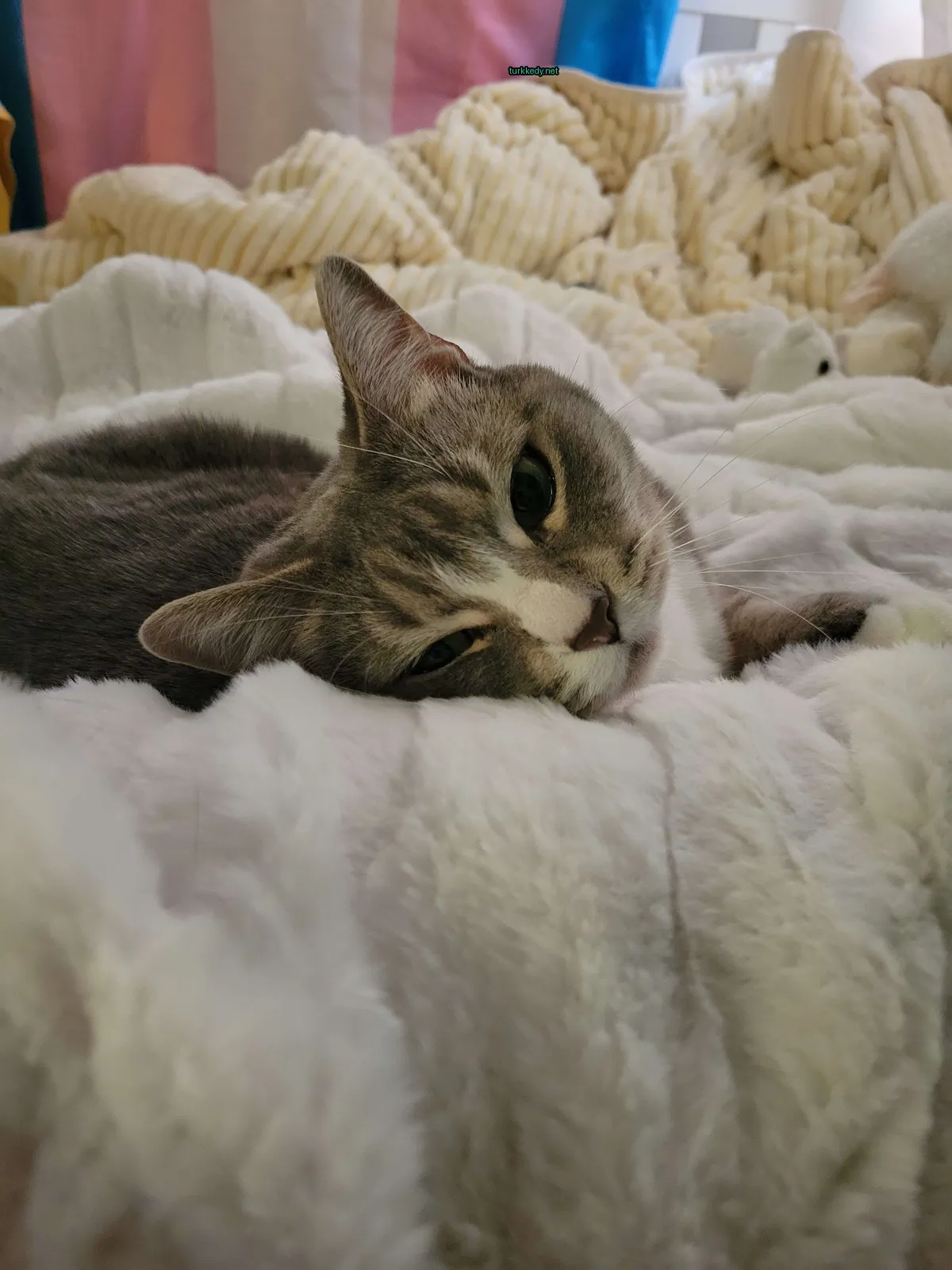 Gri ve beyaz bir kedi beyaz bir örtü üzerinde yatıyor.