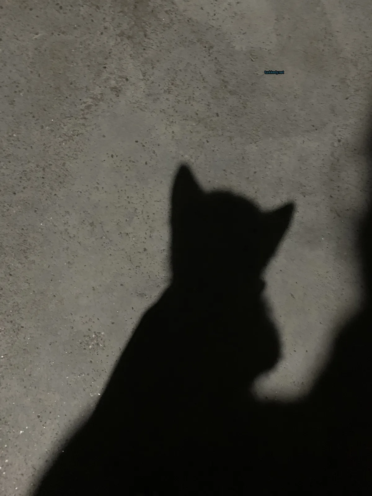 Siyah bir kedi, kafasında beyaz bir lekeyle beton zeminde oturuyor.