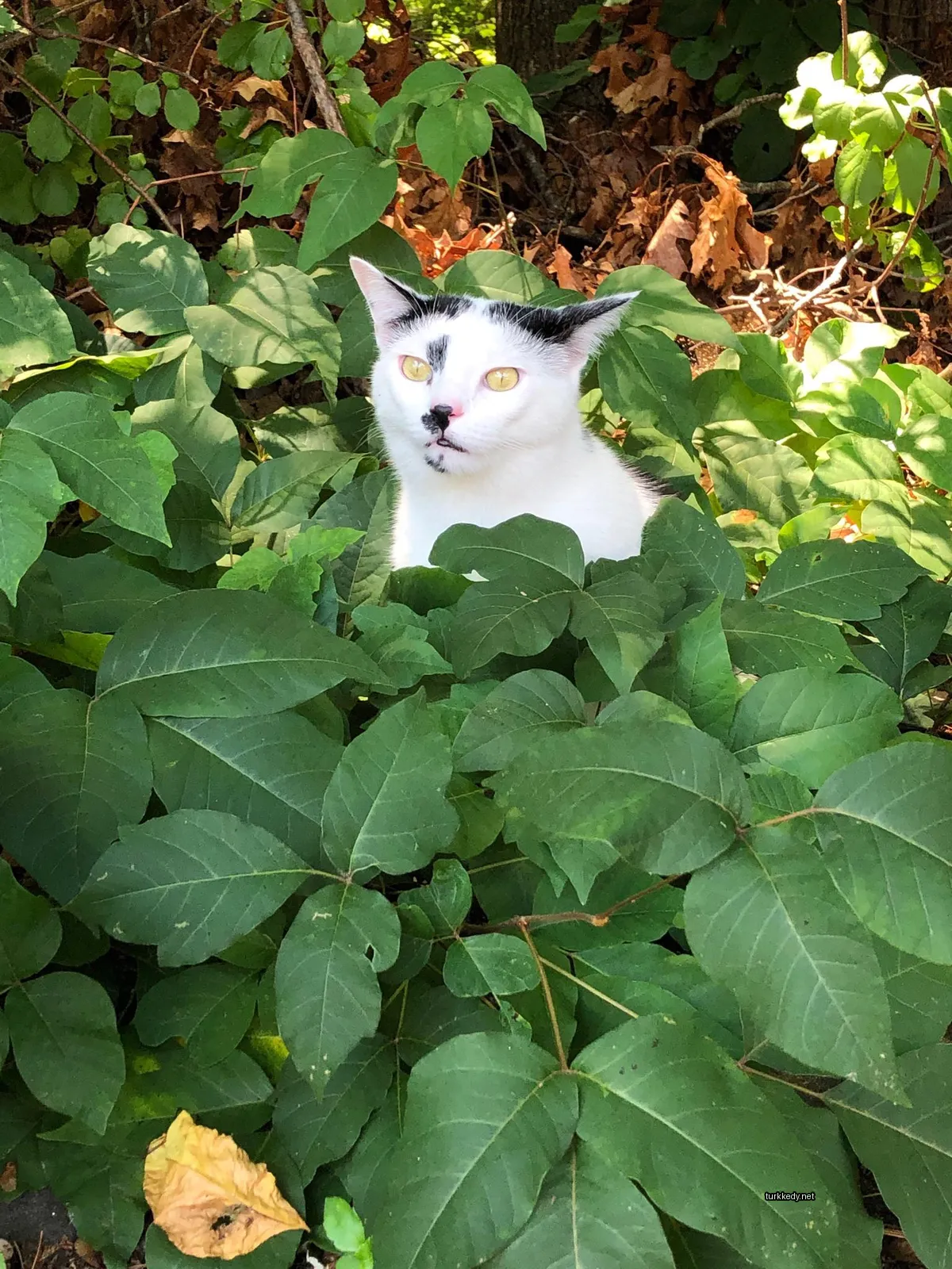 Siyah ve beyaz bir kedi bir çalının içinde oturuyor.