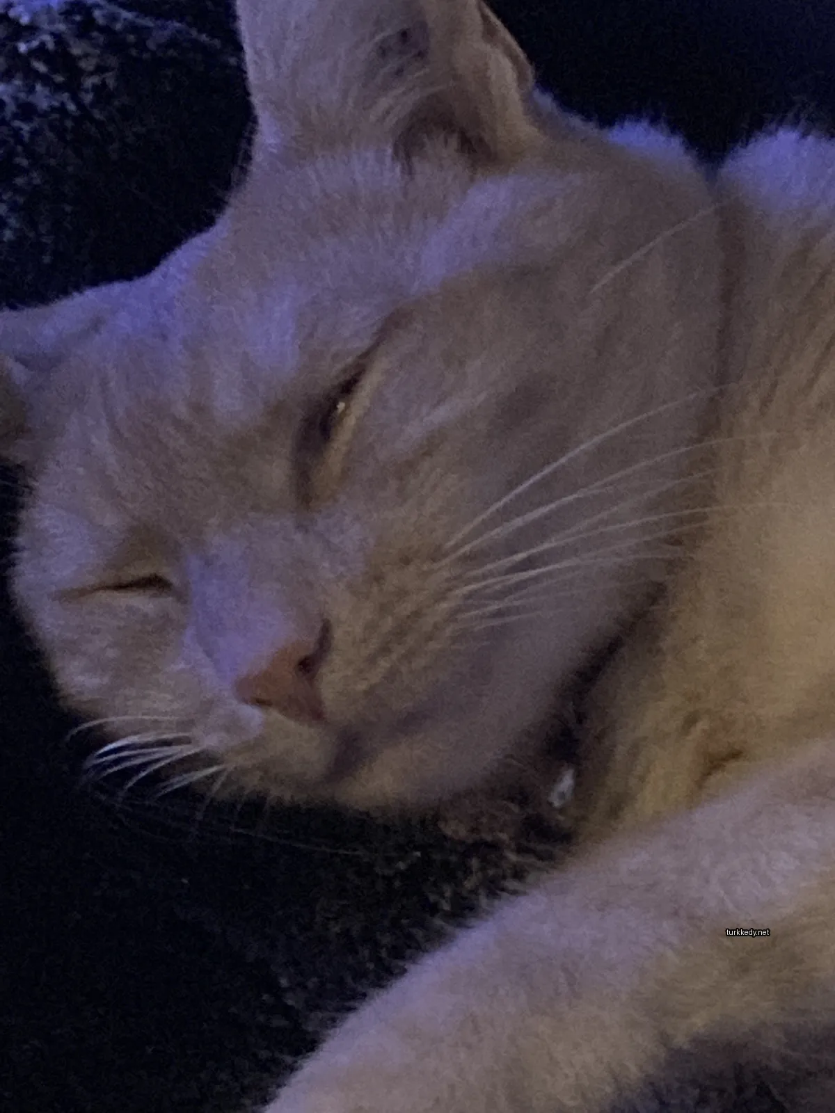 Beyaz ve kahverengi desenli bir kedi siyah bir çarşaf üzerinde yatıyor.