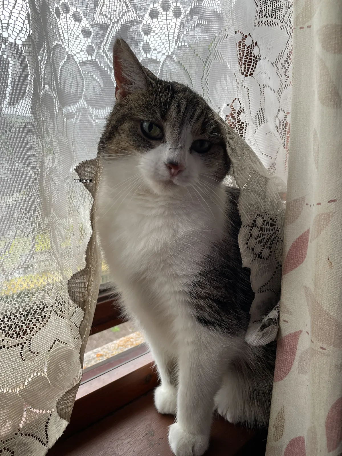 Gri ve beyaz bir kedi pencere kenarında oturuyor.