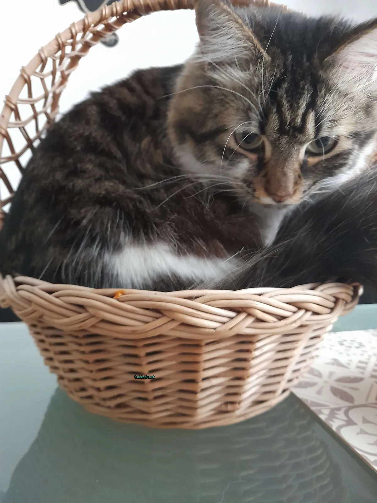 Bir kedi bir sepetin üzerinde bir masada oturuyor.