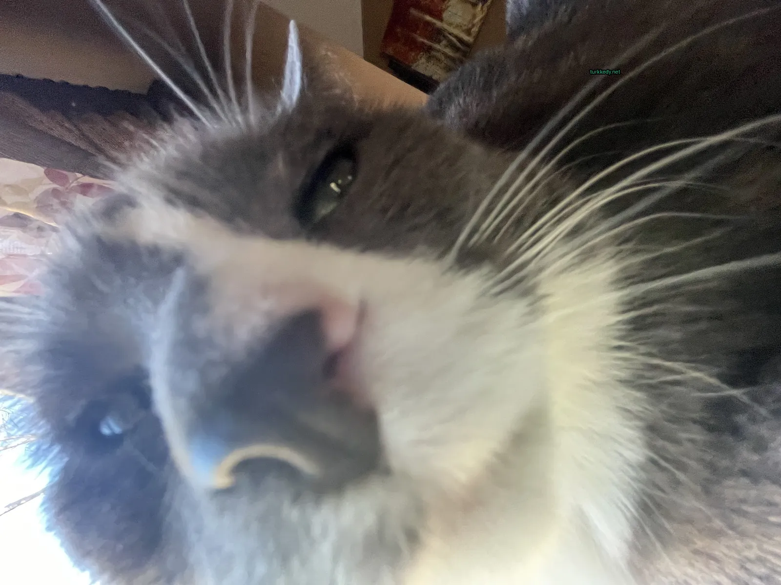 Gri ve beyaz bir kedi, pink bir burun ve tüyler ile.