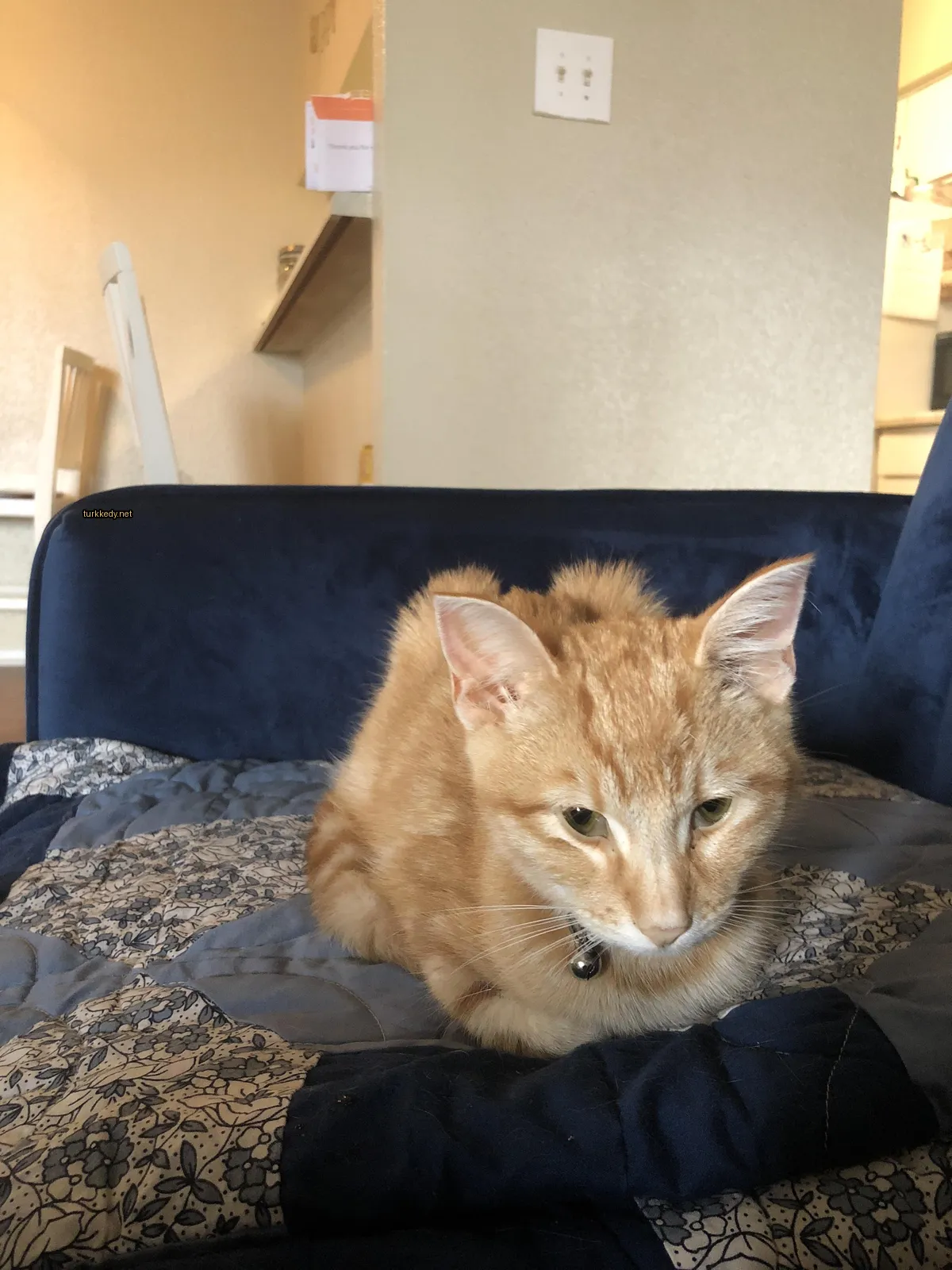 Kara ve beyaz bir kedi, siyah bir kolye takılı, mavi bir çarşaf üzerinde yatıyor.