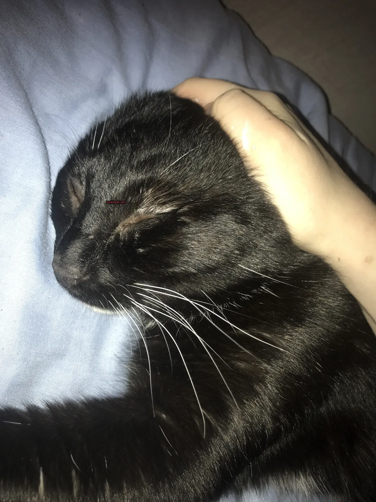 Siyah bir kedi beyaz tüylü kuyruğuyla mavi bir bez üzerinde yatıyor.