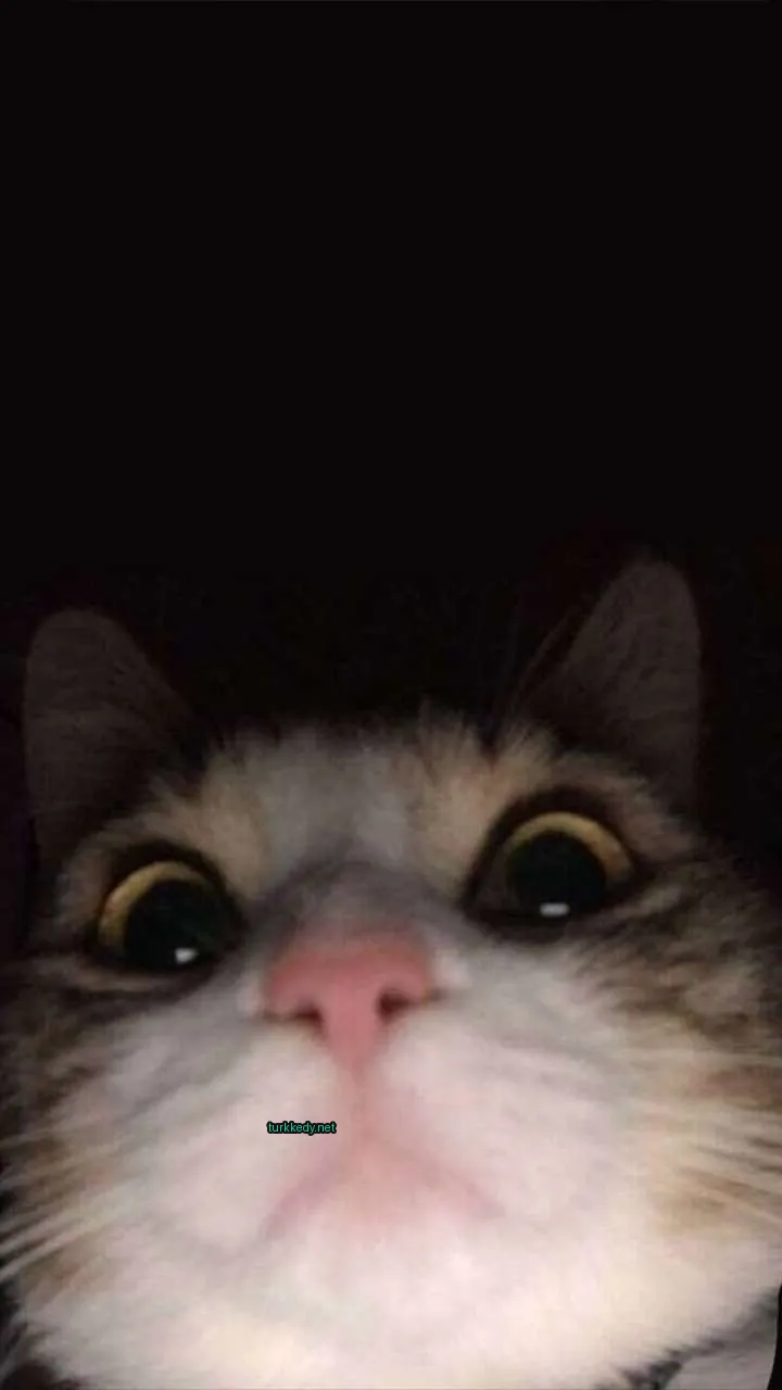 Beyaz ve kahverengi bir deri desenine sahip bir kedi, gözleri açık bir şekilde kameralara bakıyor.