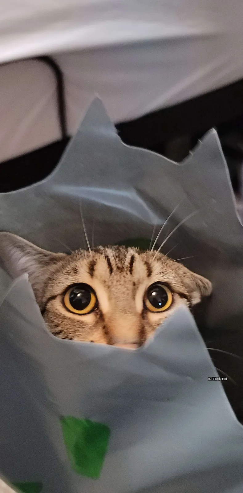 Sarı gözlü ve damalı bir kedi, bir plastik poşetten dışarı bakıyor.