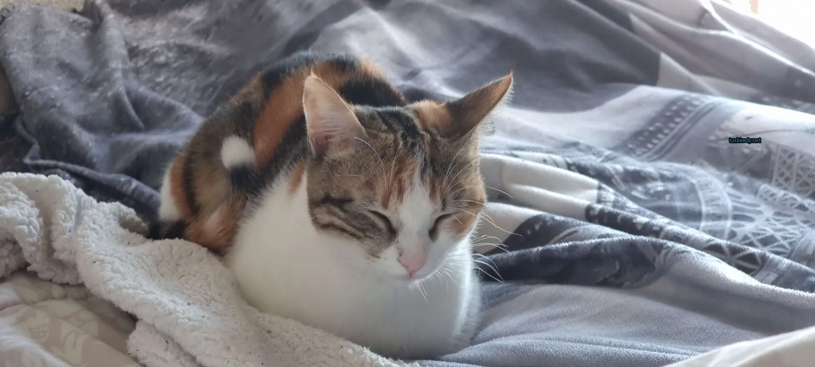 Beyaz göğüs ve kahverengi kulakları olan bir kedi yatakta yatıyor.