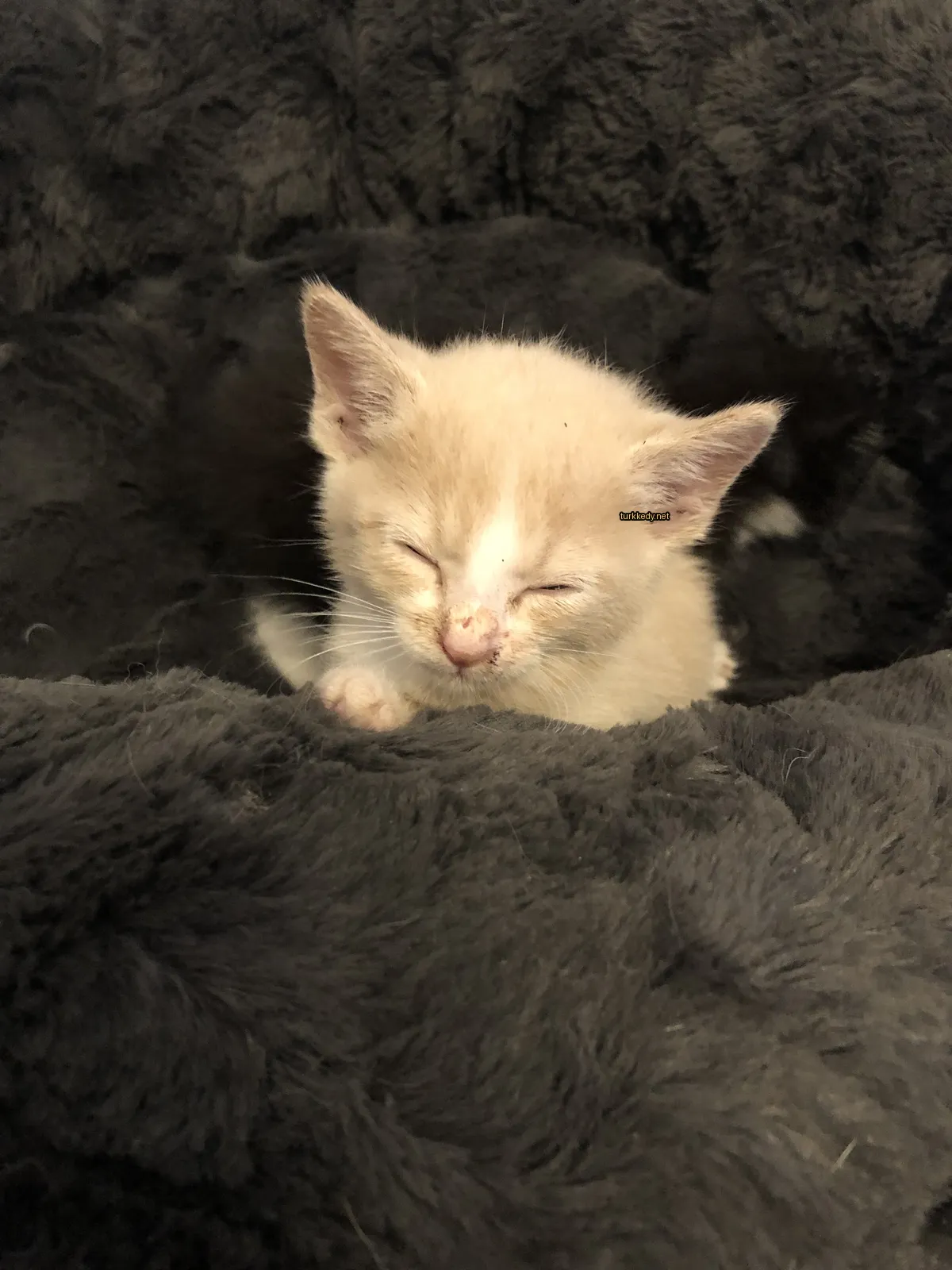 Beyaz ve siyah bir kedi, gri bir havlu üzerinde yatıyor.