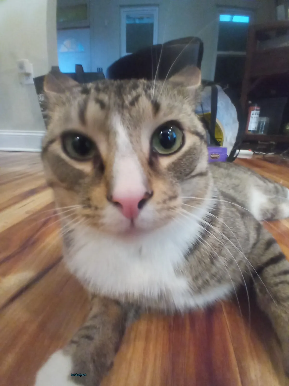 Gri ve beyaz bir kedi ahşap zeminde yatıyor.