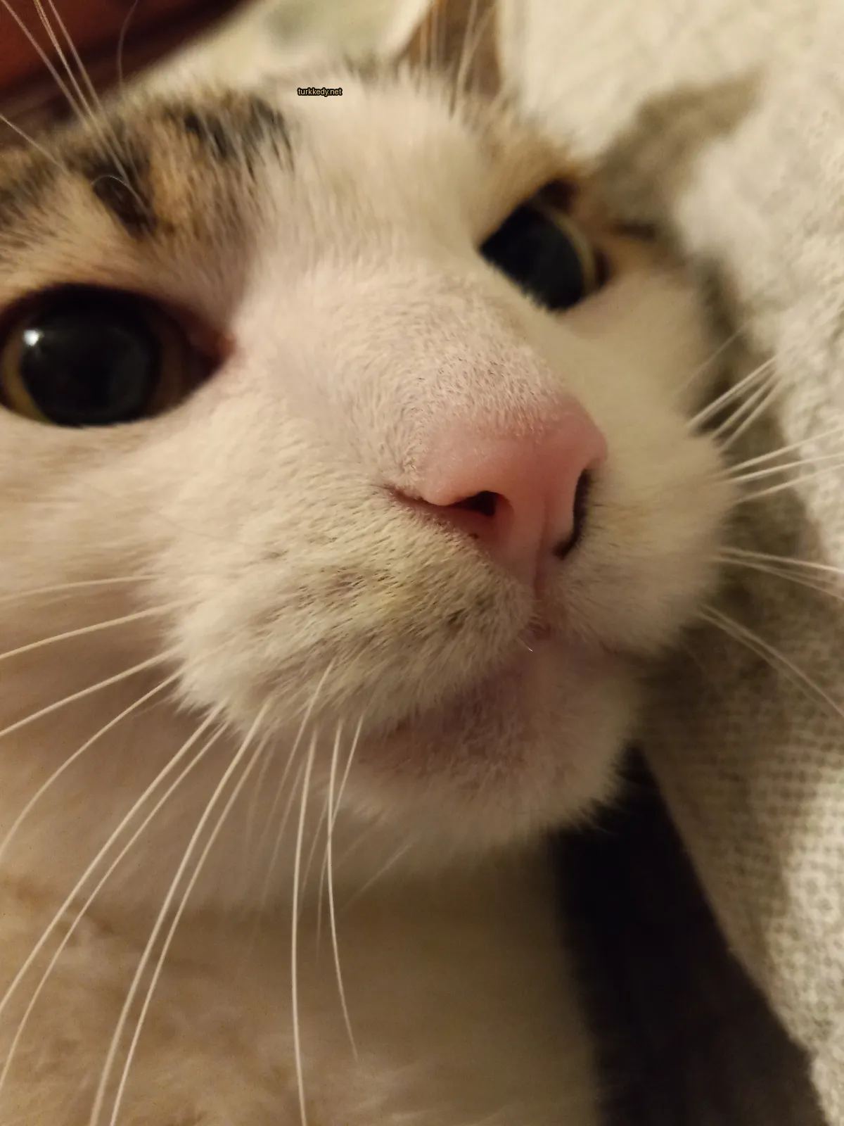 Beyaz ve siyah bir kedi, pink bir burun ve tüyleri bir minderin üzerinde yatıyor.