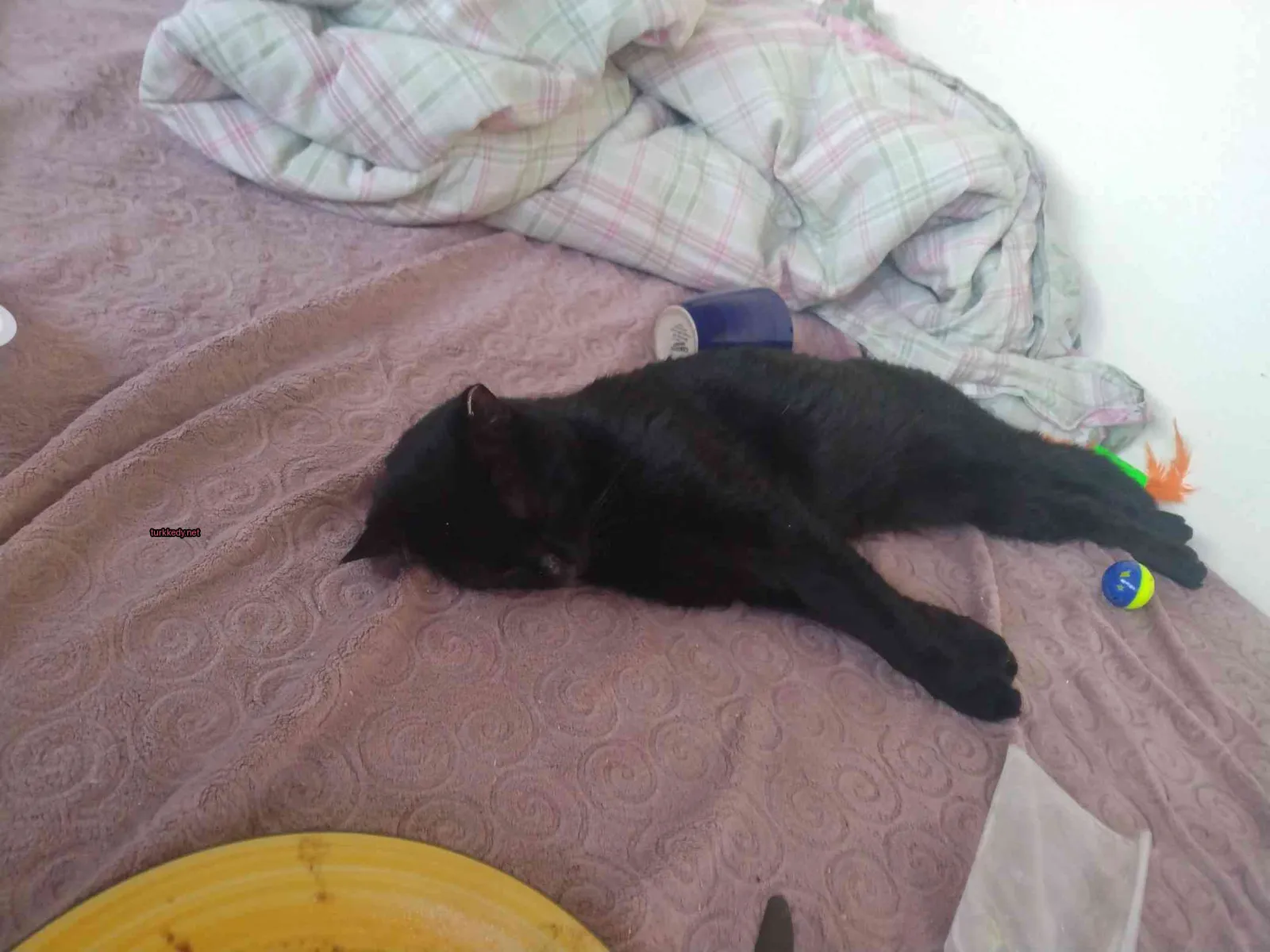 Siyah bir kedi yatakta bir örtü ve minderler üzerinde yatıyor.