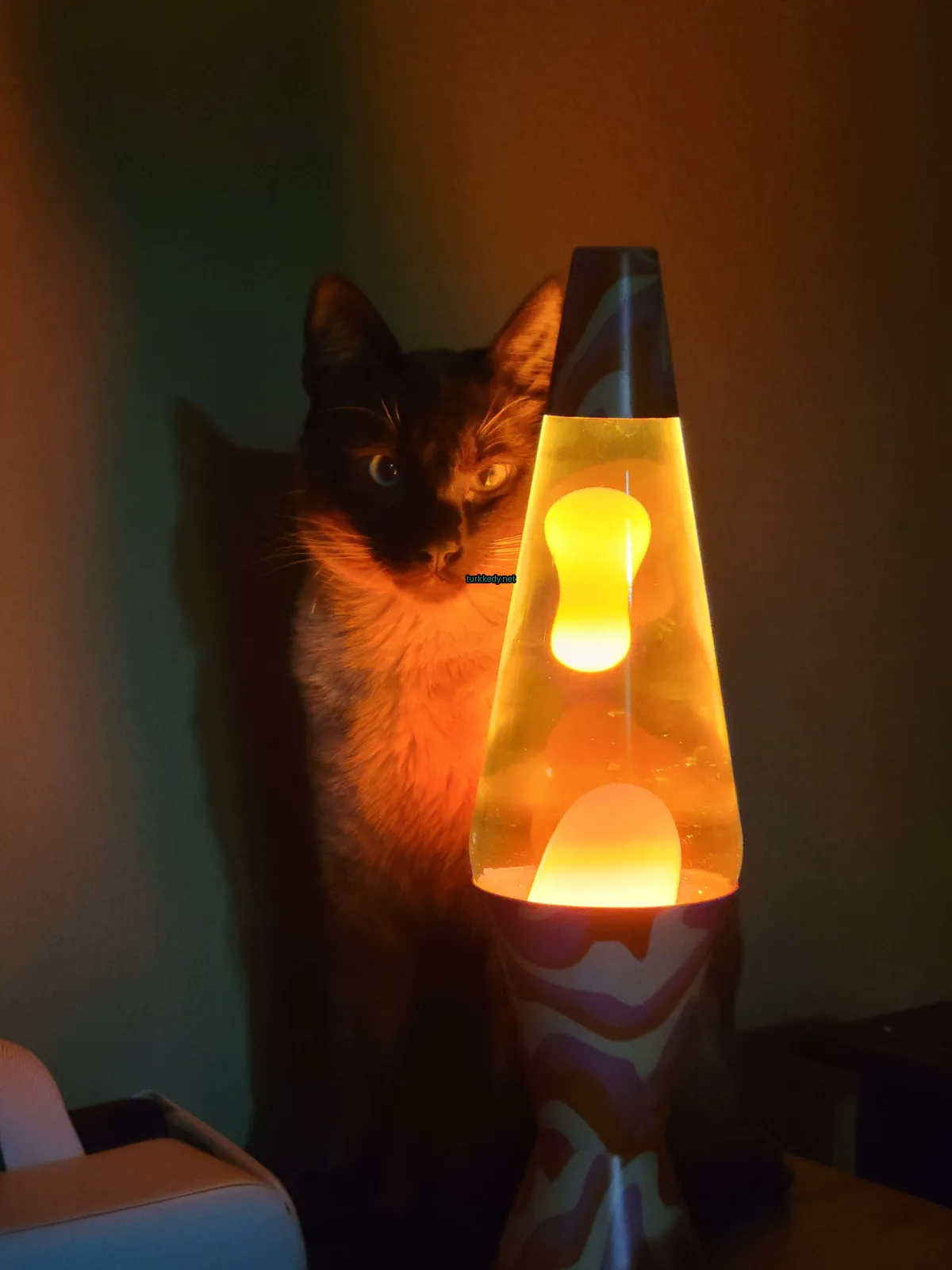 Kırmızı bir lava lambanın önünde bir kedi duruyor.
