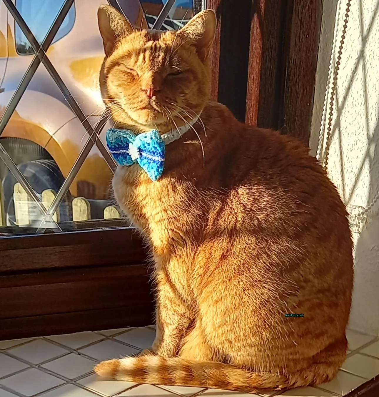Mavi bir bow tie takılmış bir siyah beyaz kedisi pencere kenarında oturuyor.