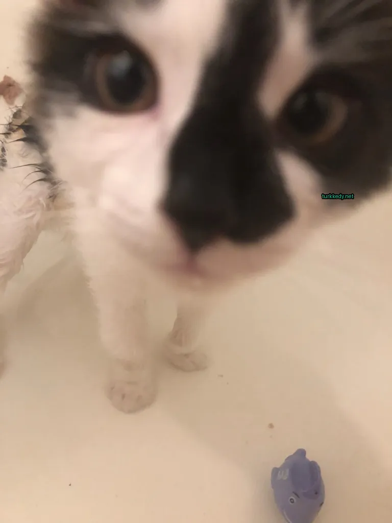 Siyah bir kedi, beyaz yüz ve ayaklarıyla banyoda duruyor.