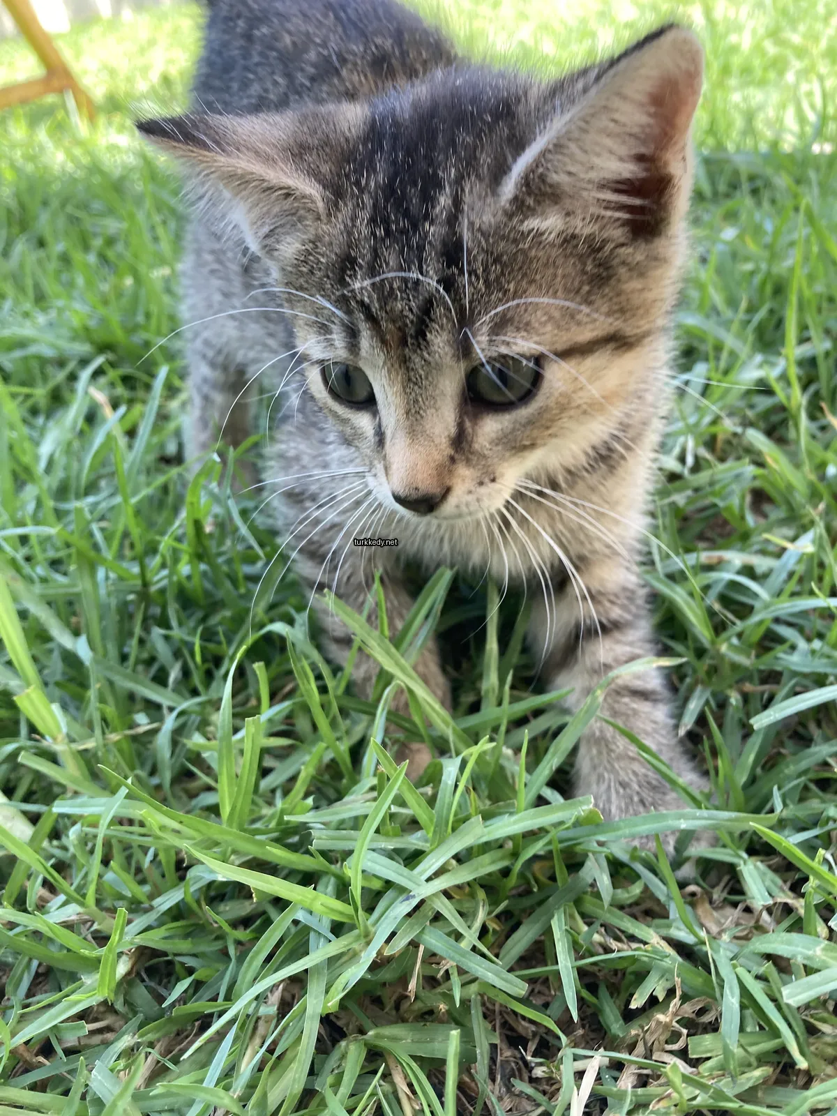 Beyaz ve gri bir kedi yavrusu otun üzerinde oturuyor.