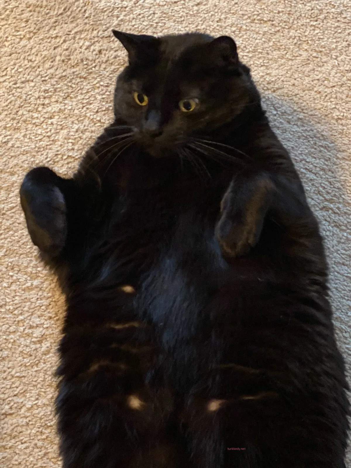 Siyah bir kedi beyaz gövdesiyle zemine yatıyor.