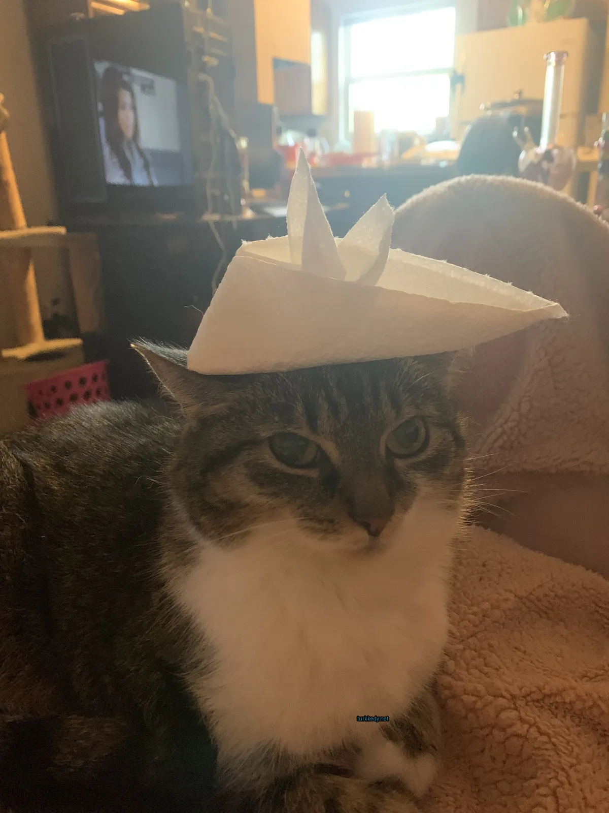 Beyaz ve kahverengi şeritli bir kedi bir sandalyede oturuyor ve bir kâğıt şapkası giyiyor.