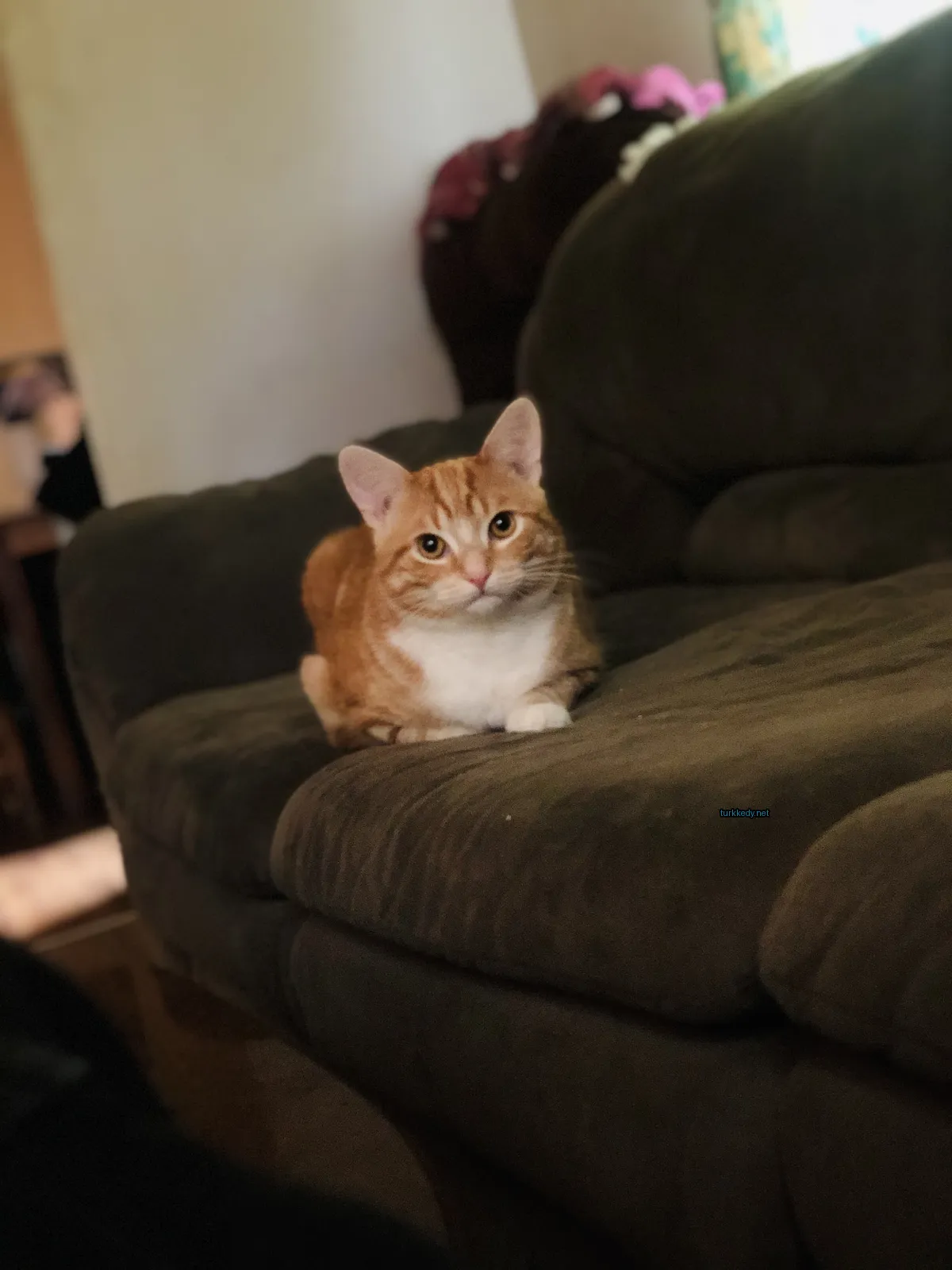 Bir küçük sarı ve beyaz kedi bir sofa üzerinde oturuyor.