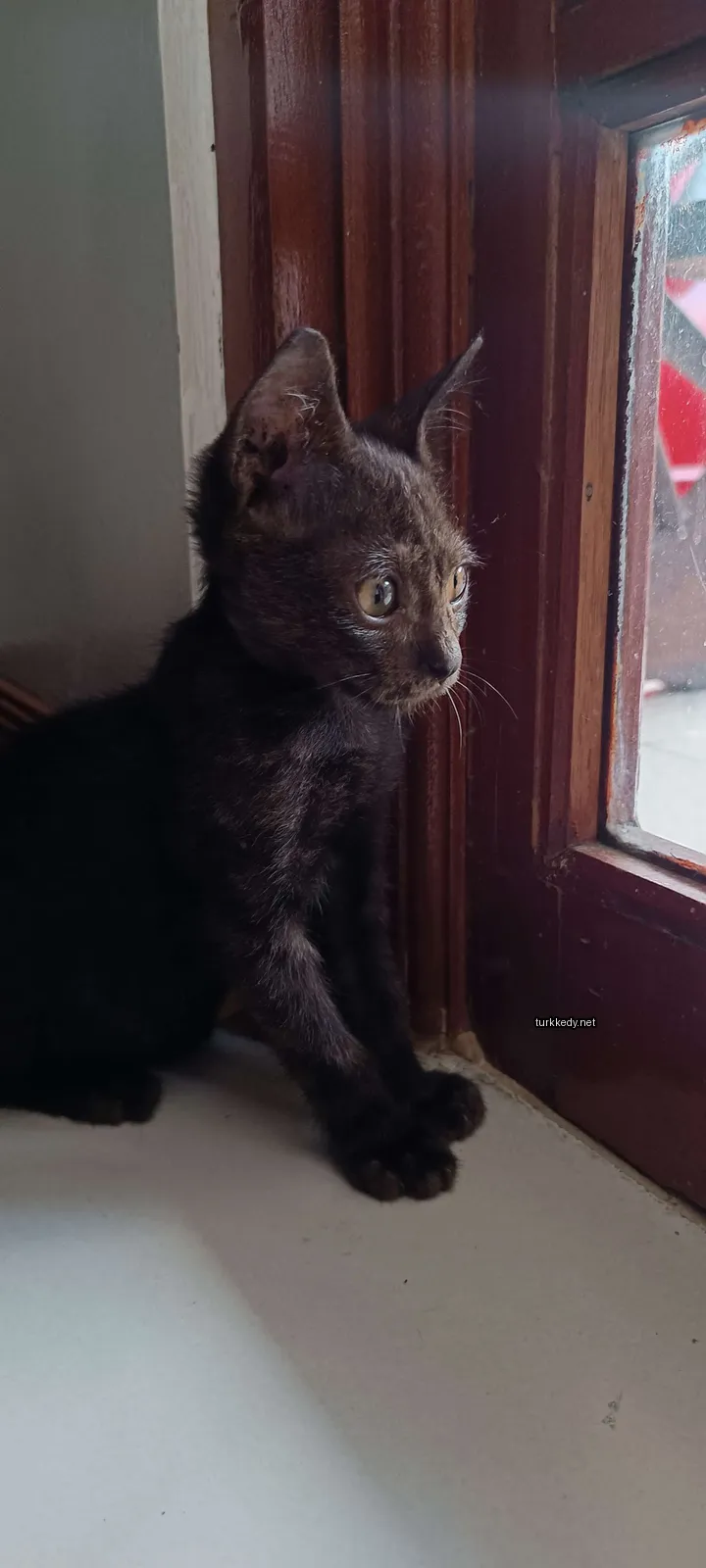 Kara bir kedi pencerede oturmaktadır.