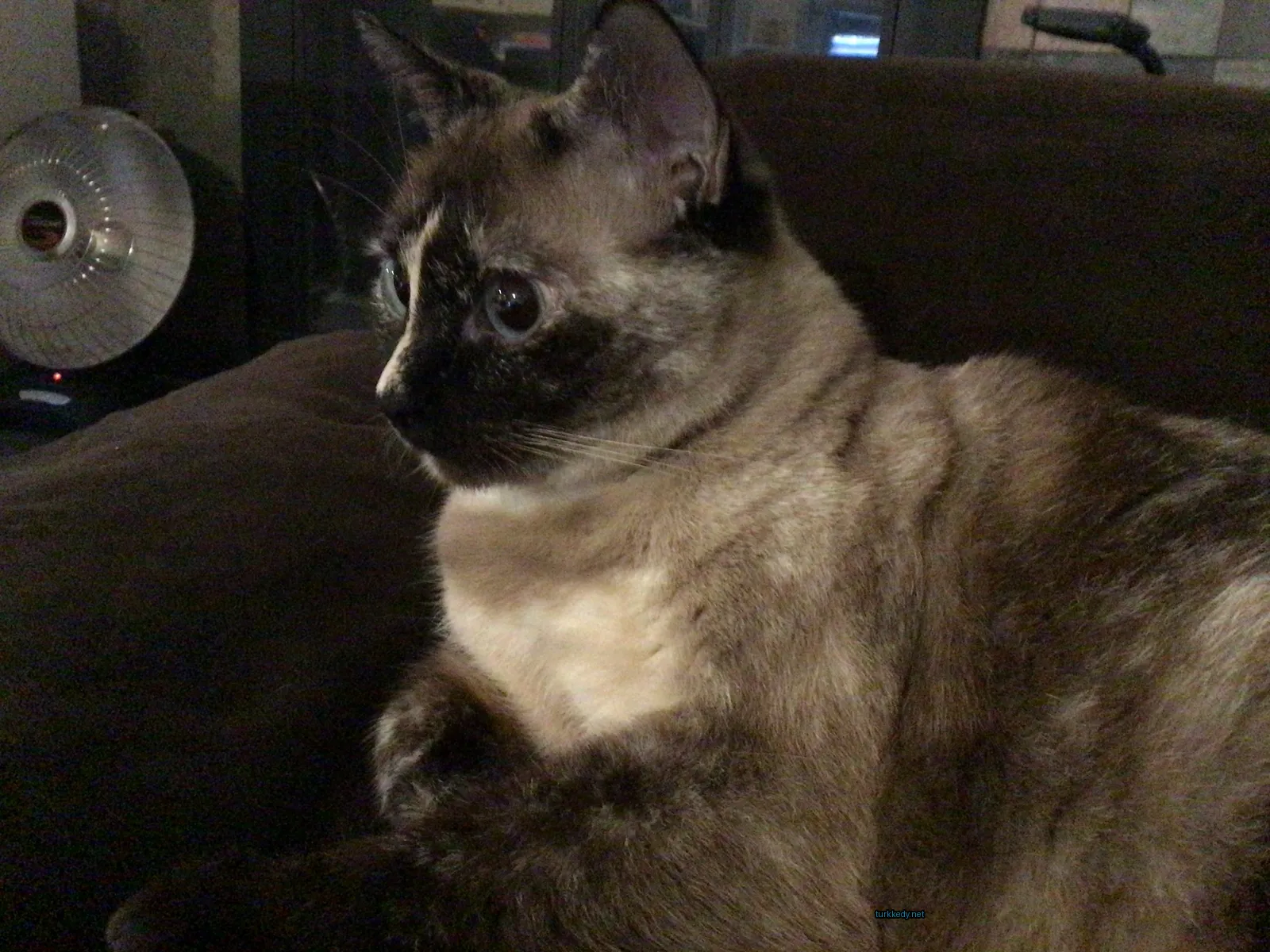 Kara burunlu ve gözleri olan bir kedi, bir sofa üzerinde oturuyor.