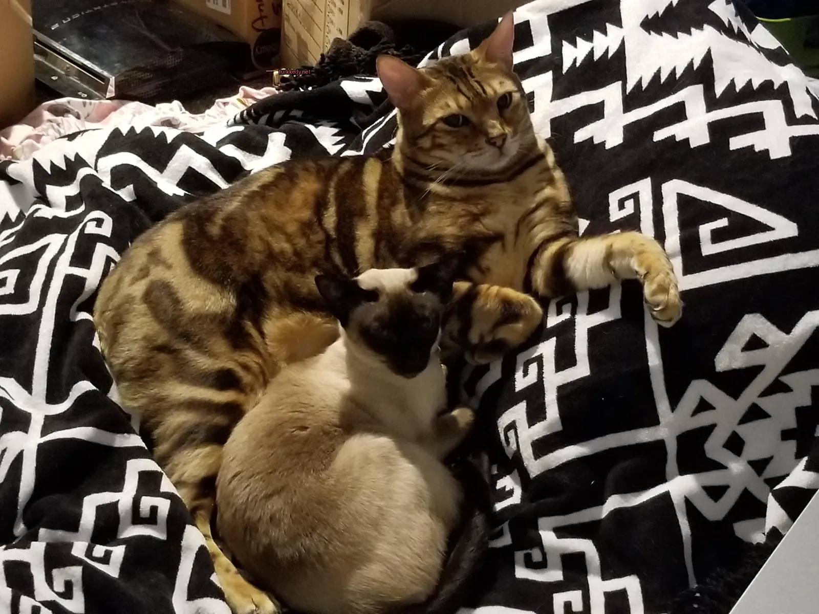 Koyu ve beyaz bir kedi, siyah ve beyaz bir kedi ile bir minderin üzerinde.