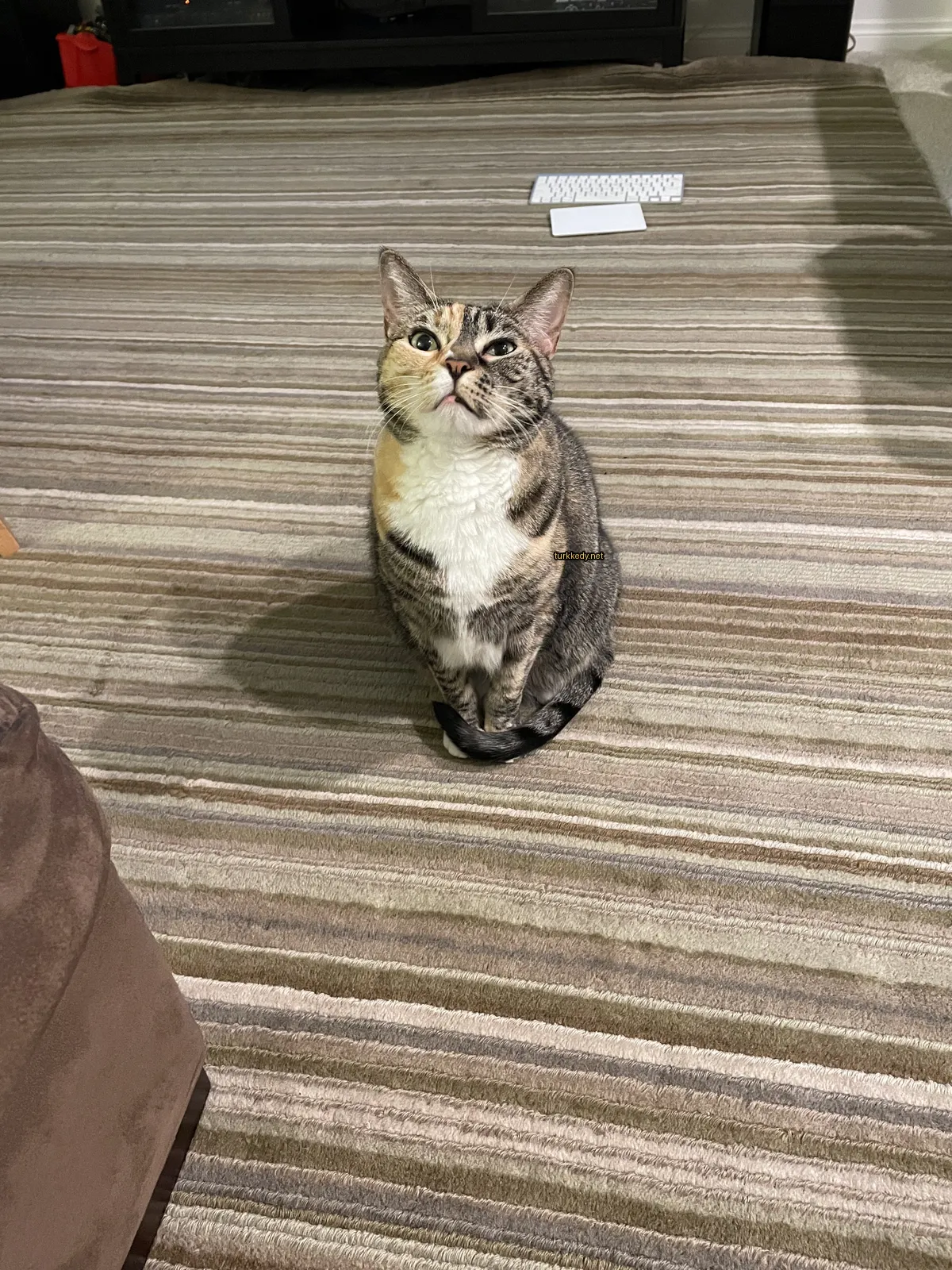 Koyu ve beyaz bir kedi bir halı üzerinde oturuyor.