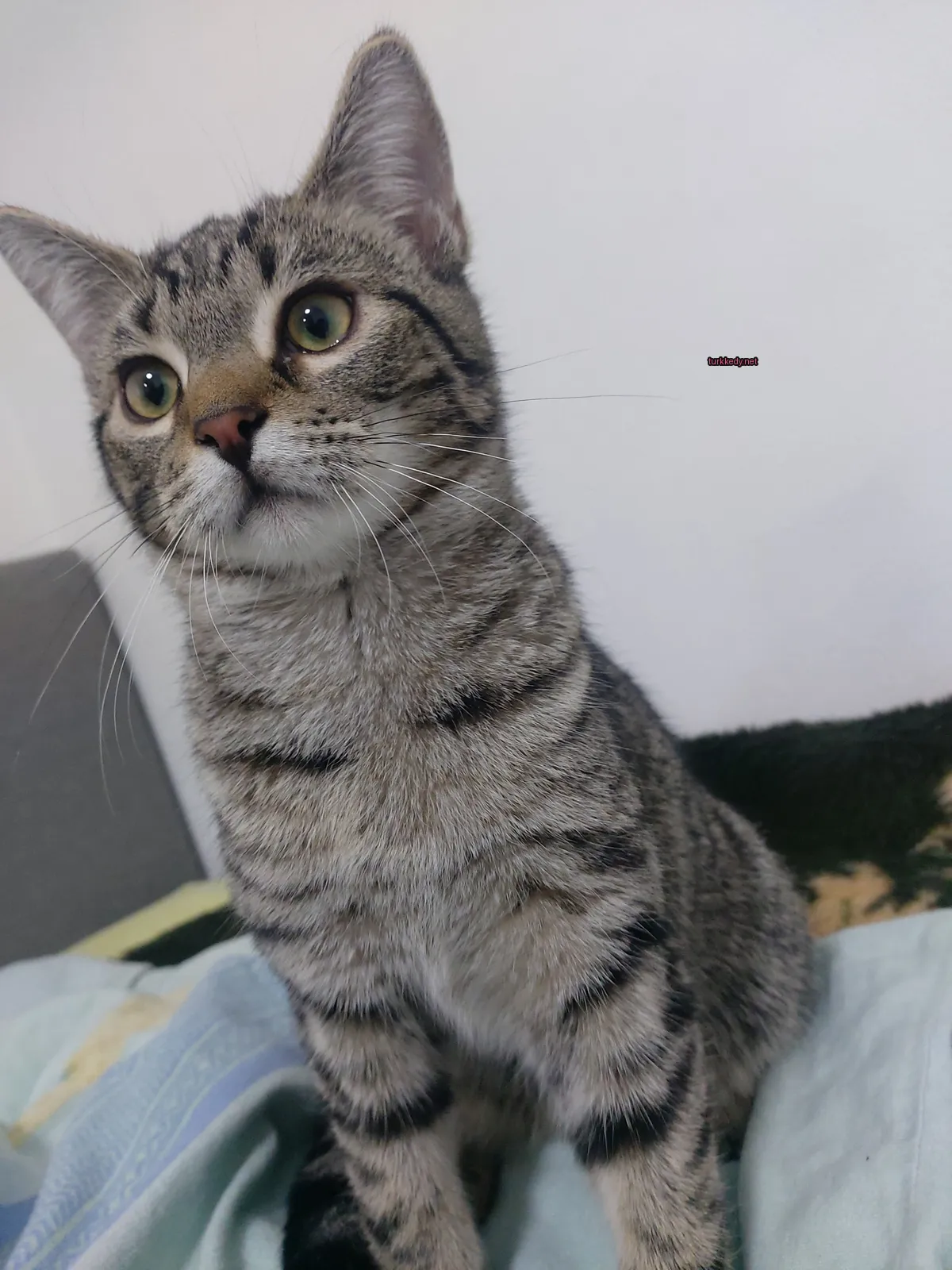 Gri ve beyaz bir kedi yatakta oturuyor.