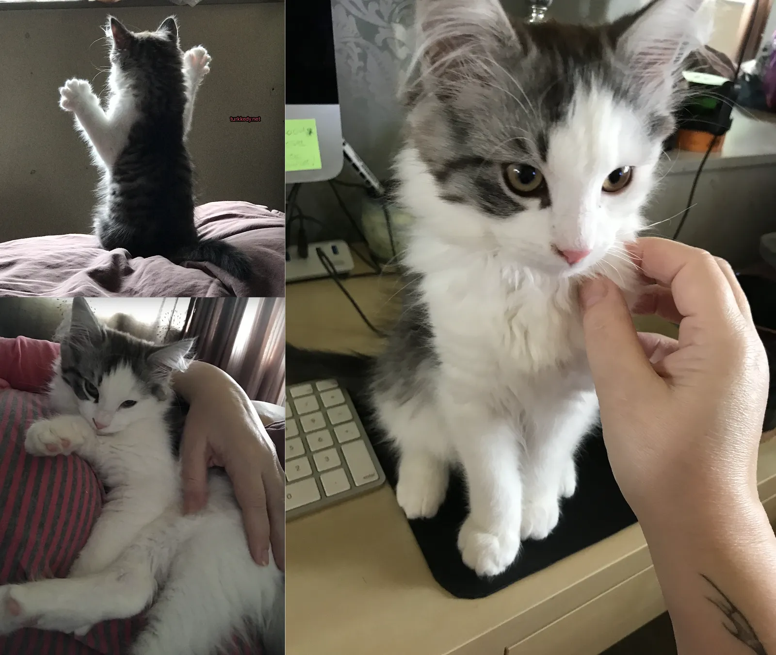 Bir kedi bir bilgisayar masasında oturuyor.