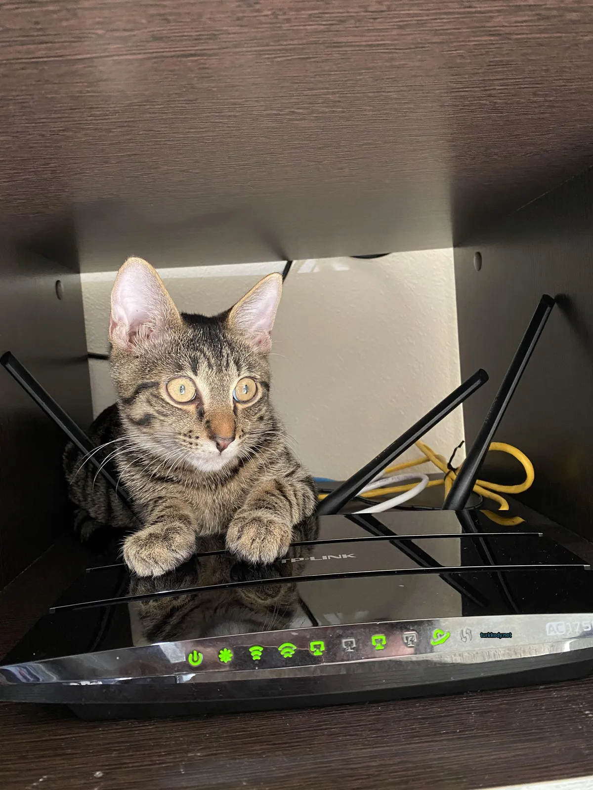 Gri ve siyah bir kedi bir router üzerinde oturuyor.