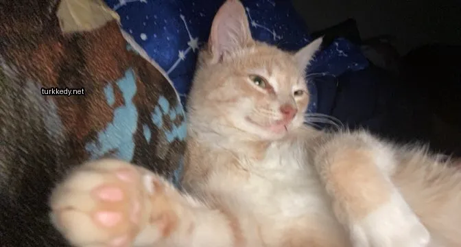 Sarı bir kedi mavi bir battaniye ve bir yastıkla.