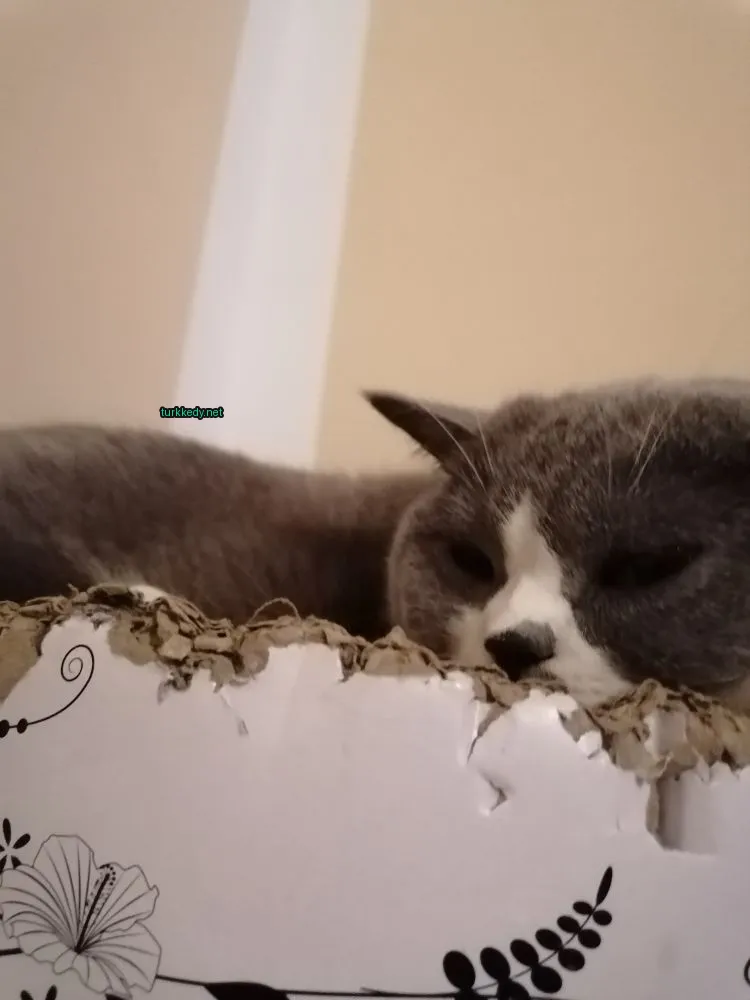 Gri ve beyaz bir kedi bir kutuya yatıyor.