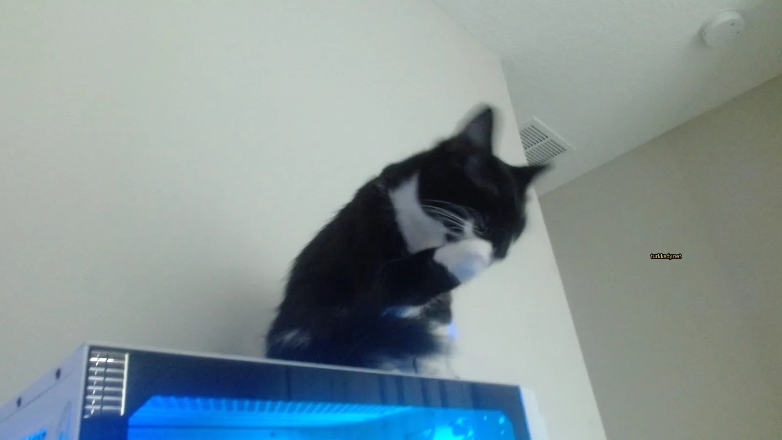 Beyaz bir ayaklı siyah beyaz bir kedi bir bilgisayar masasındaki fotoğrafı.