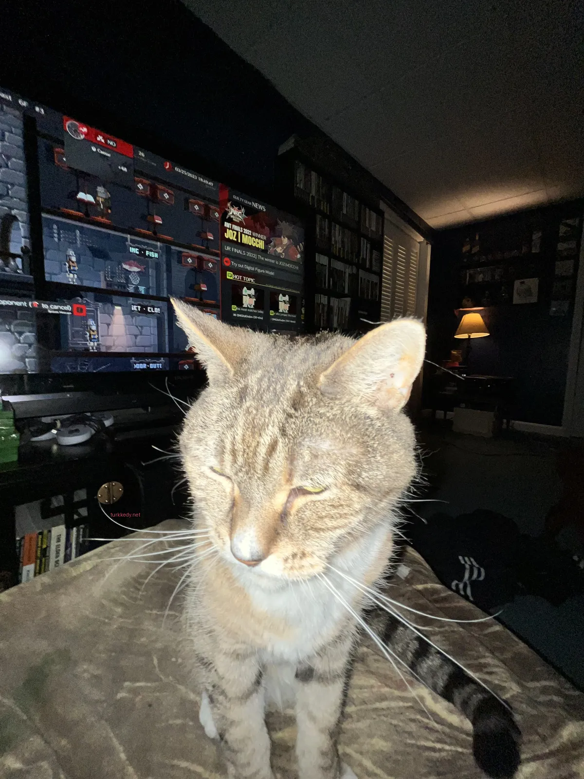 Gri ve beyaz bir kedi bir televizyonun önünde bir masada oturuyor.