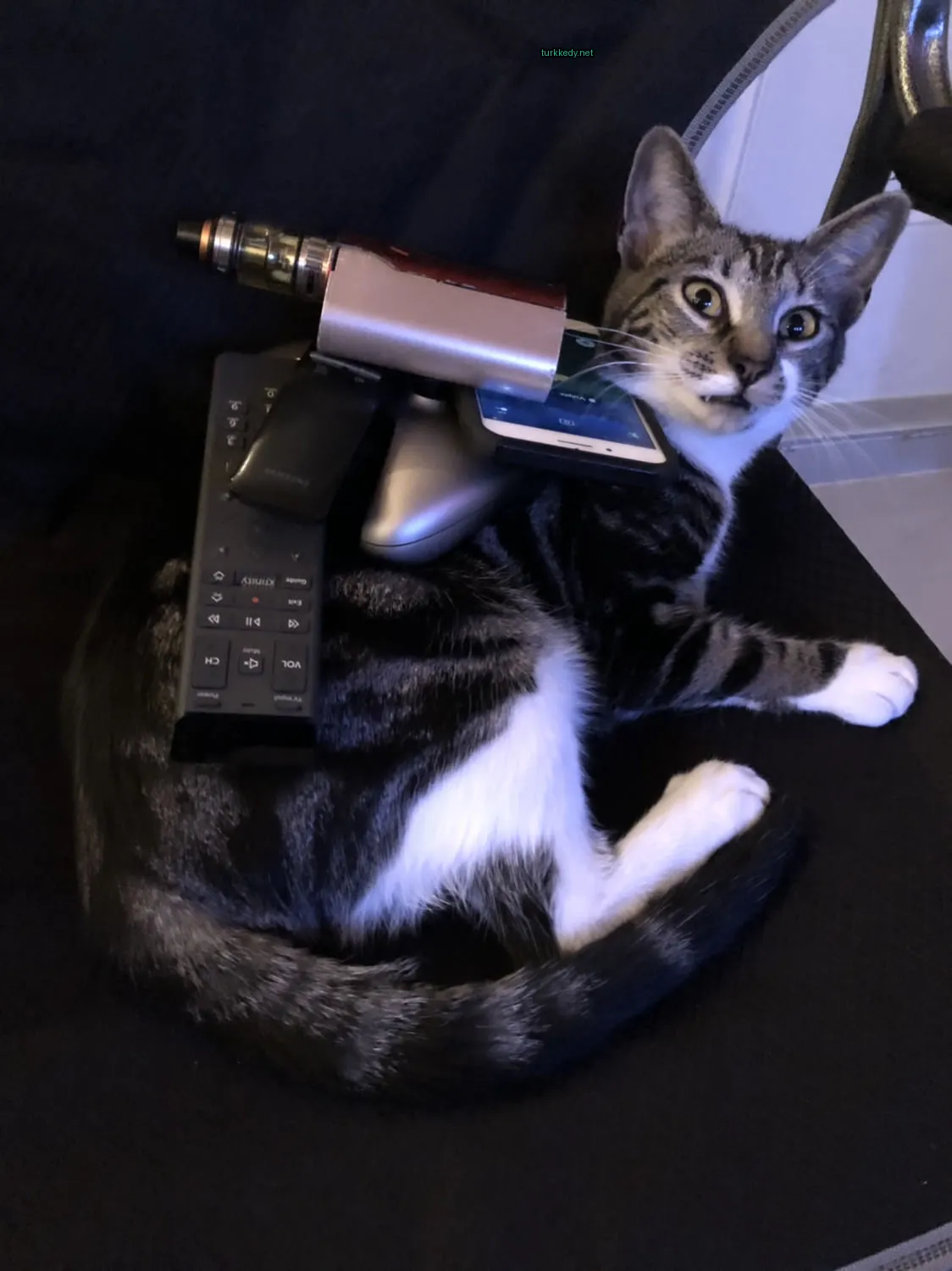 Gri ve beyaz şeritli bir kedi koltukta uzanmış, arkasında bir kumandayla yatıyor.