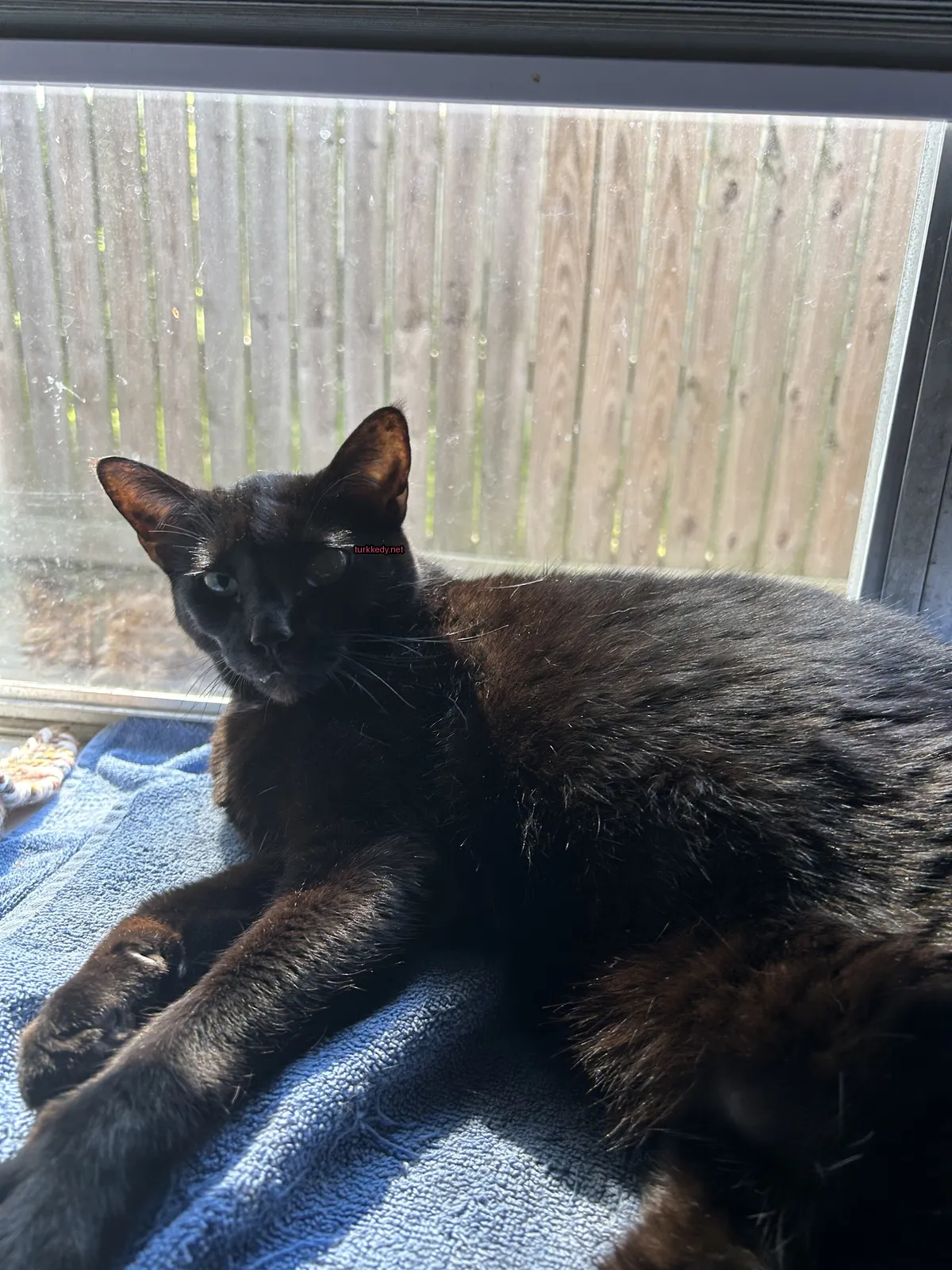 Siyah bir kedi, beyaz burunlu, mavi bir çarşafın önünde pencere önünde yatıyor.