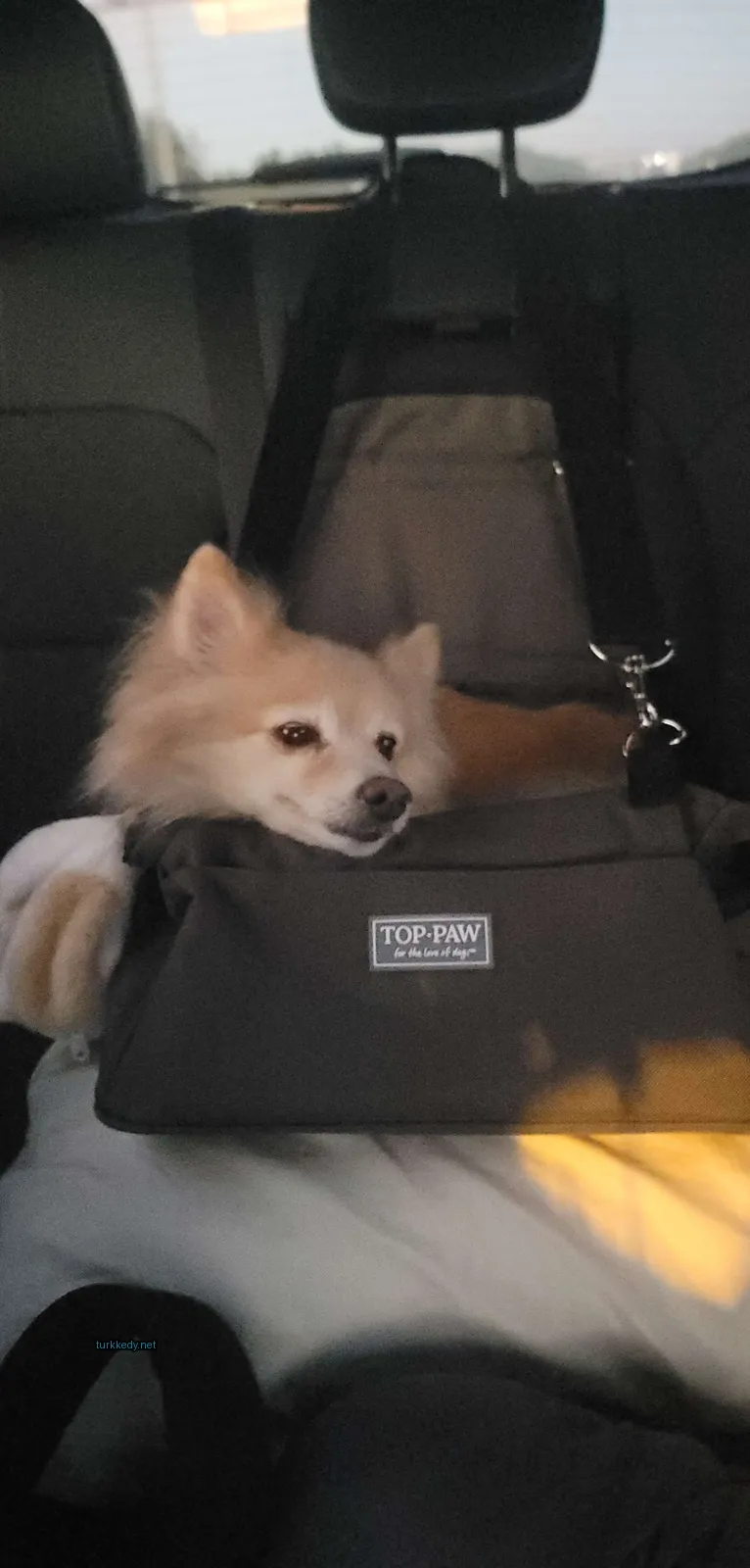 Beyaz bir köpek ve siyah bir kemerle birlikte kahverengi ve beyaz bir kedi.