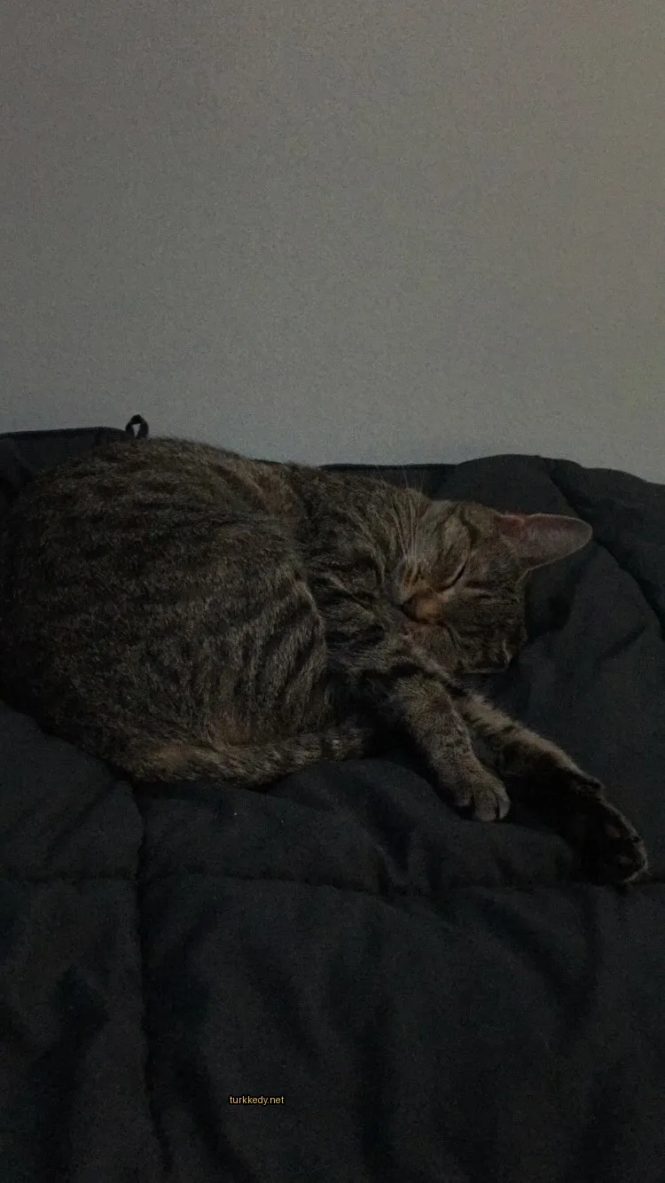 Siyah ve kahverengi bir kedi siyah bir minderin üzerinde sarılmış.