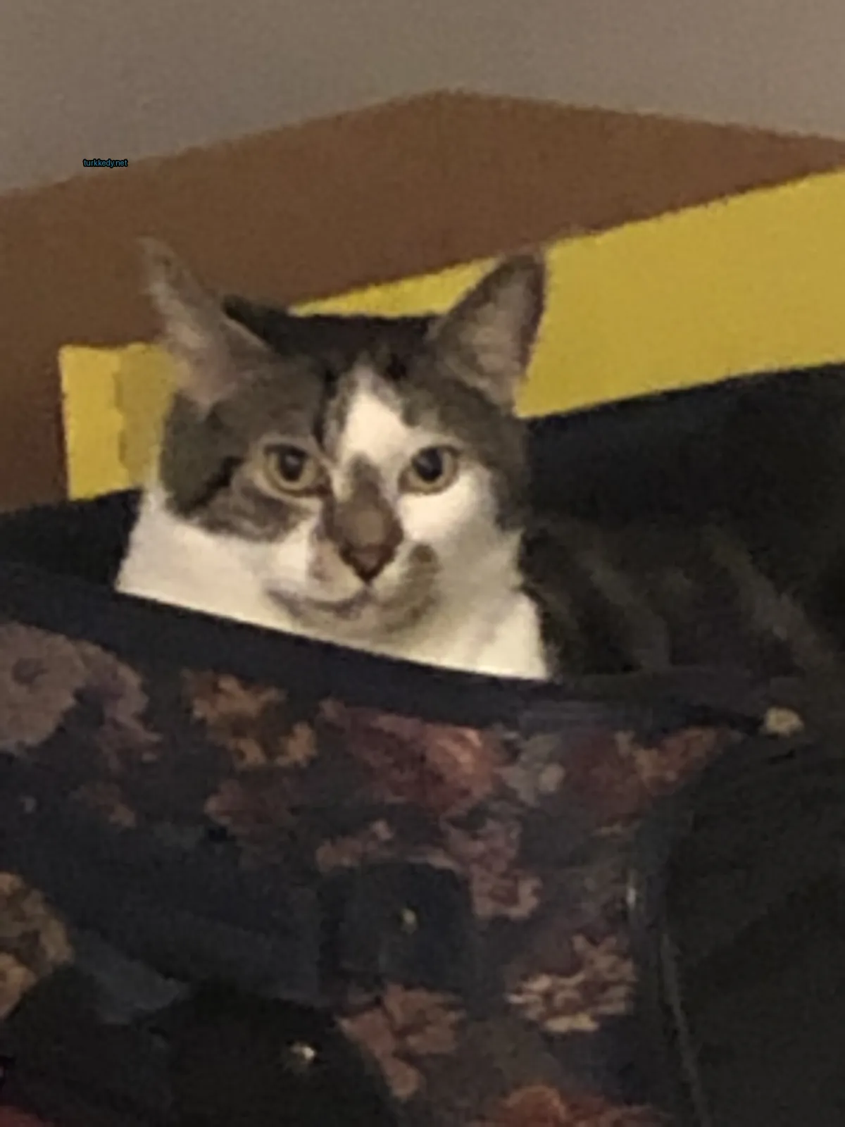 Beyaz yüzü ve siyah ve gri tüylü bir kedi bir valizin içinde oturuyor.