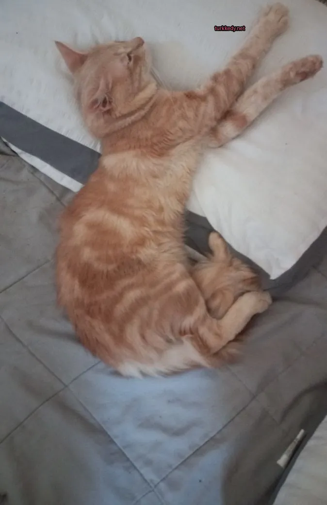 Kara ve beyaz bir kedi yastık üzerinde yatıyor.