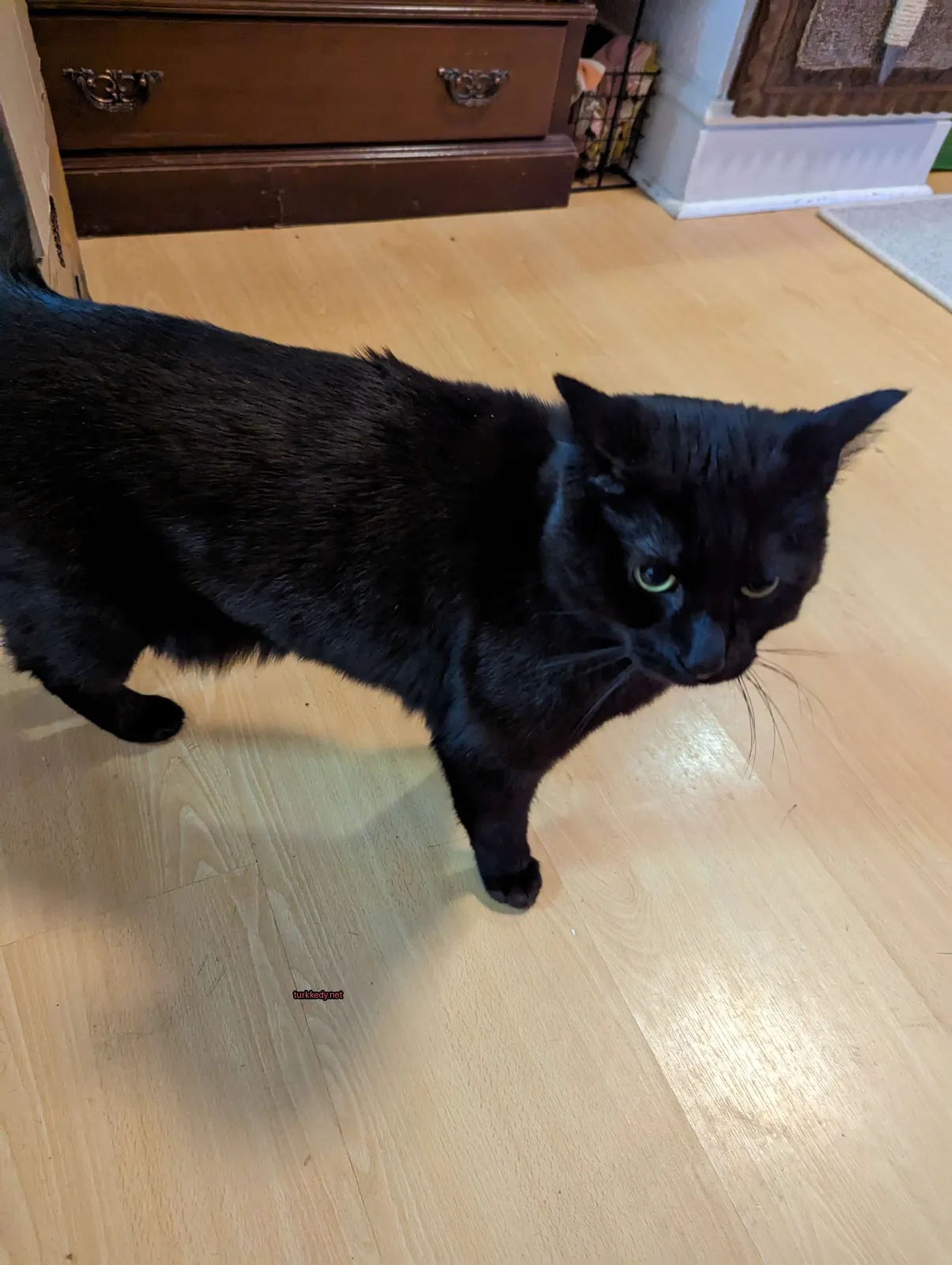 Siyah bir kedi, beyaz göğüs ve beyaz burun delikleri ile ahşap zemin üzerinde yürüyor.