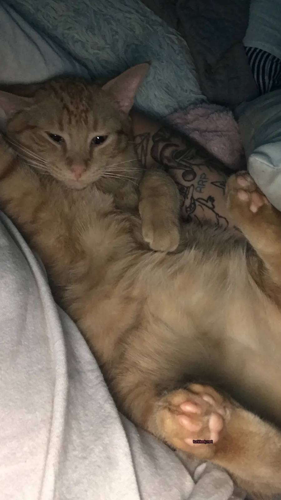 Koyu kahverengi ve beyaz bir kedi, bacaklarında bir tatuoya sahip, bir yatakta yatıyor.
