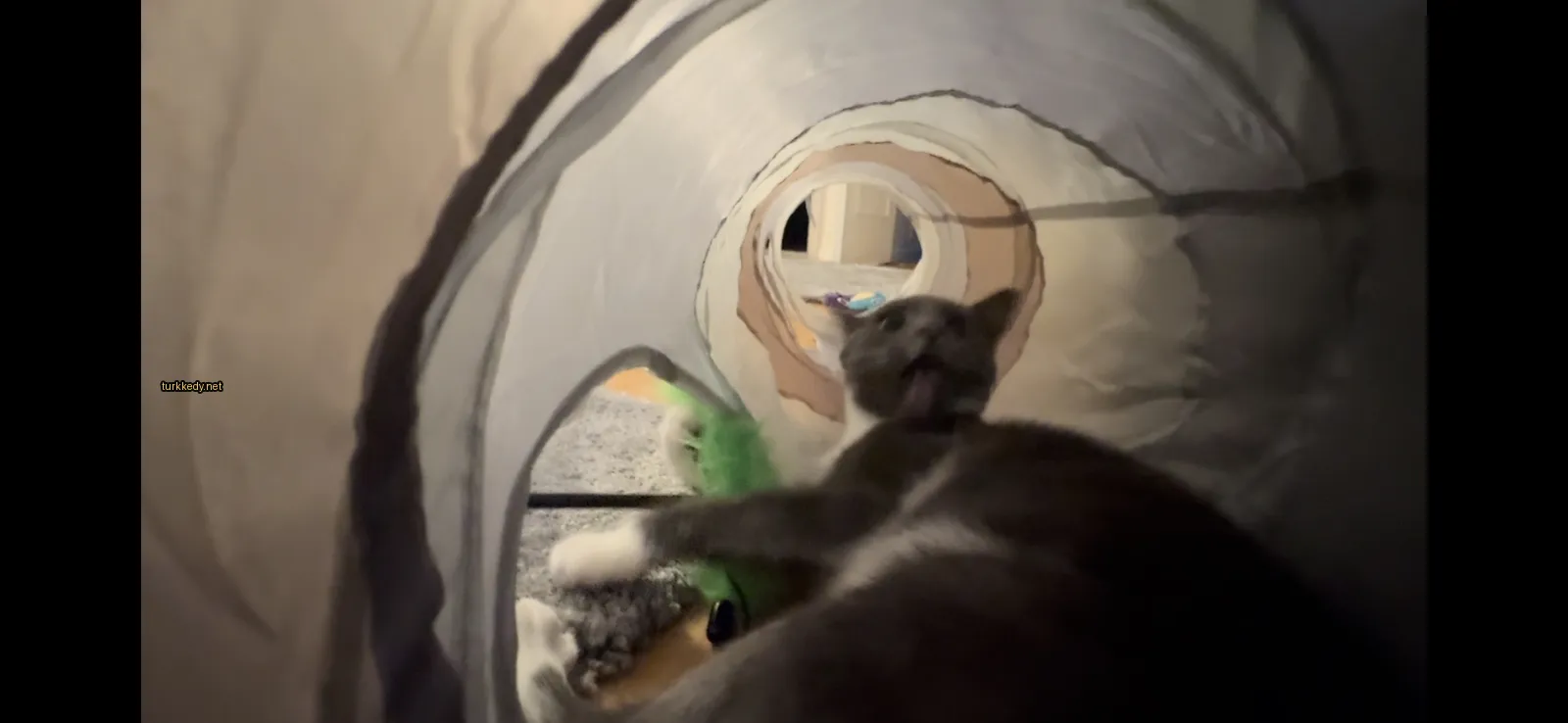Gri ve beyaz bir kedi bir halı üzerinde yatıyor.