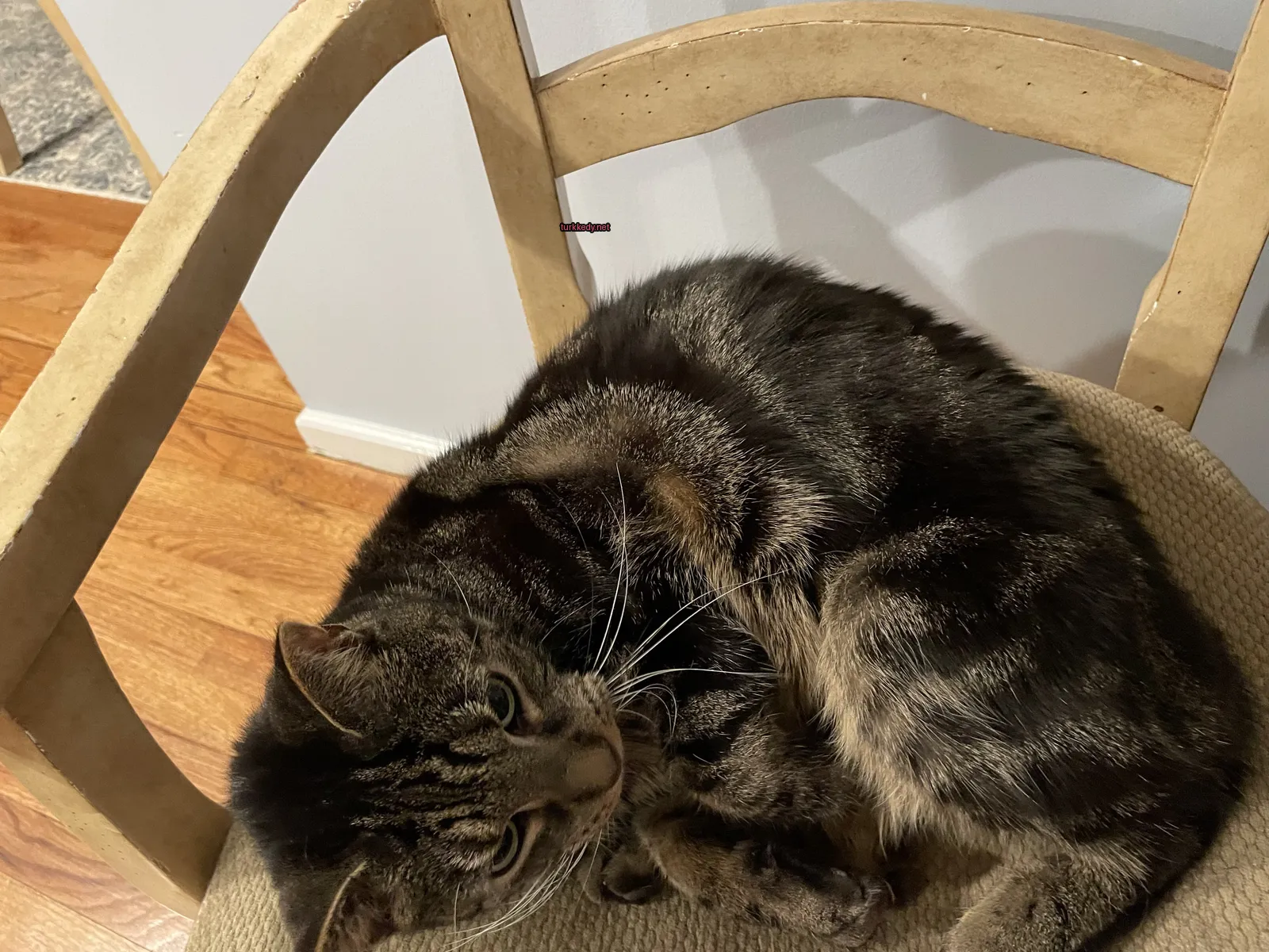 Siyah ve beyaz bir kedi bir ahşap sandalyede sarılı duruyor.