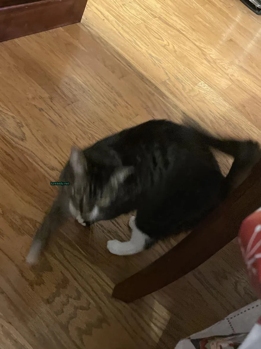 Siyah ve beyaz bir kedi bir ahşap zeminde duruyor.