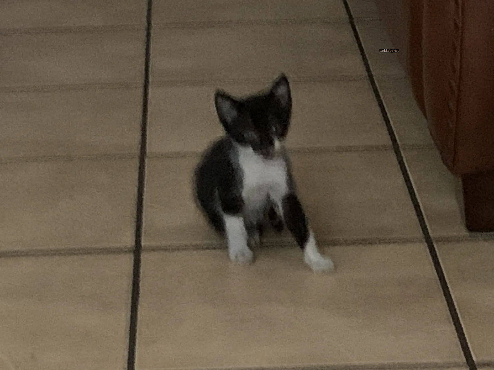 Siyah ve beyaz bir kedi bir mermer zeminde duruyor.