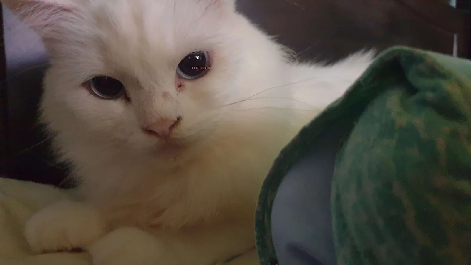 Beyaz bir kedi, burnunda pembe bir leke olan, yeşil bir bez üzerinde yatıyor.