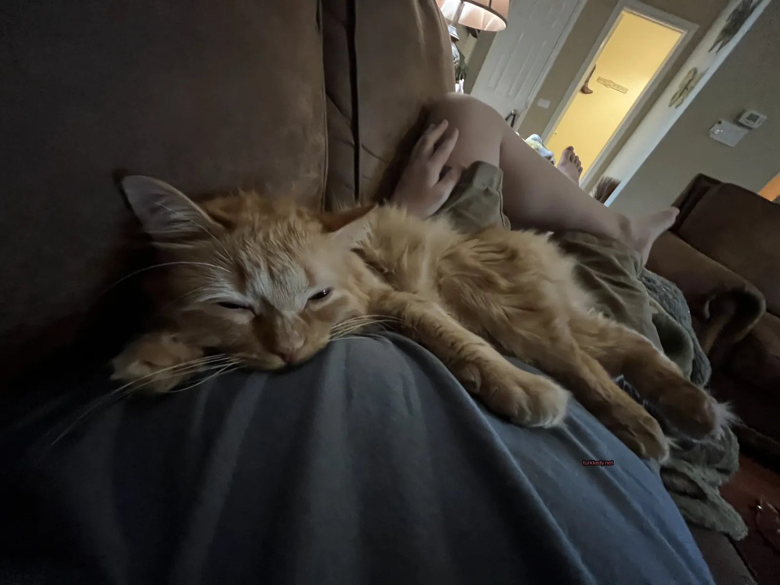 Beyaz yüzü ve krem rengi tüylü bir kedi bir sofa üzerinde yatıyor.