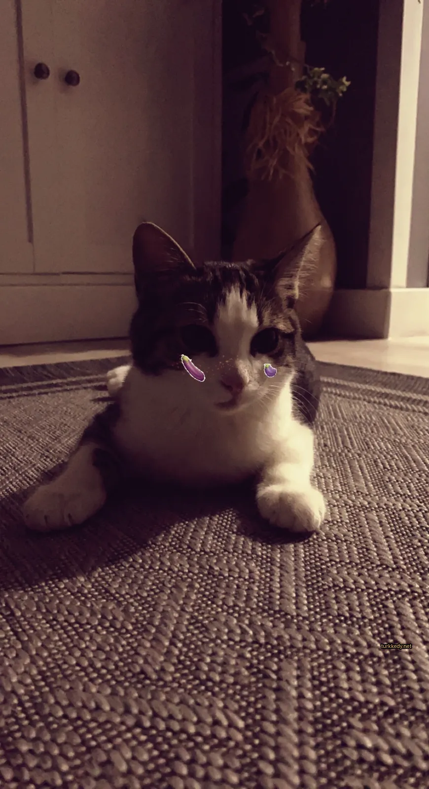 Siyah ve beyaz desenli bir kedi bir halı üzerinde yatıyor.