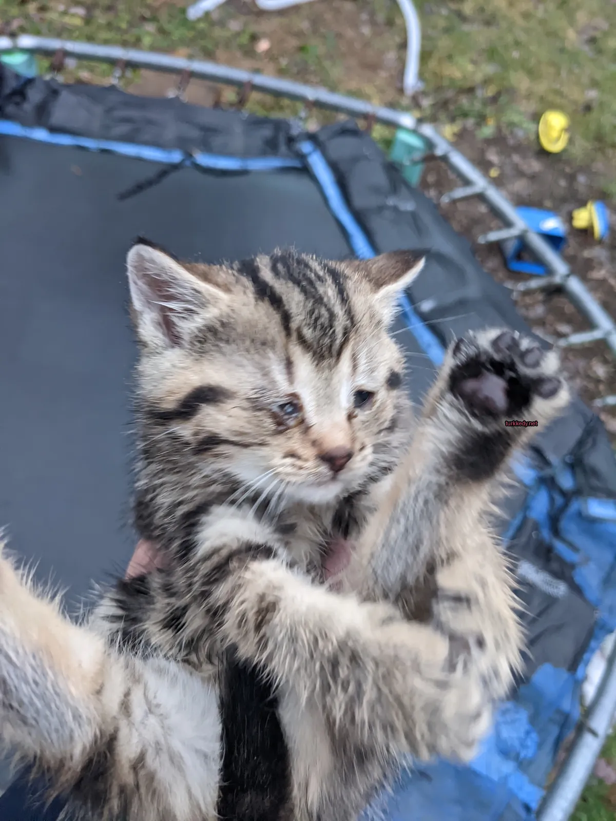 Oyunculuk alanında bir kişi tarafından tutulan bir küçük kedigillerin şeritli desenli bir kedi.